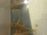 Corydoras Sterbai 