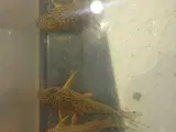 Corydoras Sterbai 