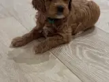 Cavapoo F1 B - 3