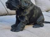 Hvalpe Engelsk Cocker spaniel/ Cocker spaniel FT - 2