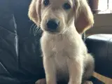 Golden retriever hvalpe - 4