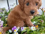 Lille labradoodle  - 3