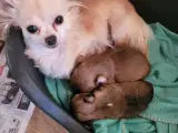 Chihuahua hvalpe, langhårede