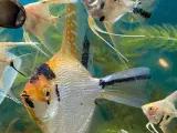  Koi Scalare