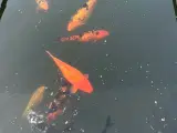 Koi Karper - 4