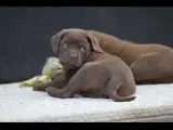 Labrador / dogue de Bordeaux  - 2