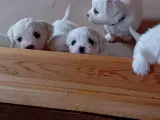 Coton de Tulear / Malteser. Bomuldshund. - 4