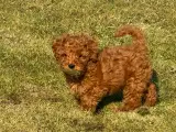 Maltipoo   - 3