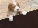 cockerpoo hvalpe - 5