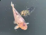 Koi Karper - 5