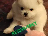 Åben ventelisten for Pomeranian hvalpe  - 4