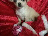 Chihuahua mix hvalpe - 3