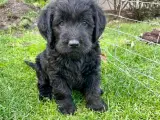 Labradoodle F1, hvalpe  - 5