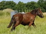 1 årig Jyskhest hingst sælges - 2