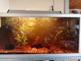 Guppy 25 stk.