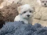 Maltipoo babyer er rejseklar nu !