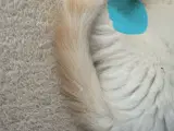 NYE BILLEDER, Superskøn Ragdoll han- - 4