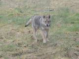 tjekkoslovakisk ulvehund hvalp på 4 måneder Sælges