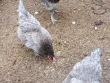 Jersey kæmper sælges - 2