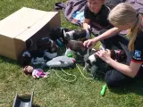 Kleiner Münsterländer  - 4
