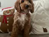 smukkeste Cockapoo - 2