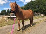 Pony hoppe