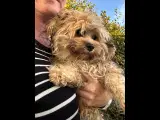 Skøn cavapoo pige. 8 mdr