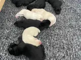 Labrador hvalpe med stamtavle  - 3