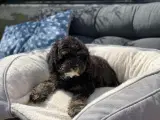 Cavapoo babyer må rejse nu - 5