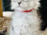 Rigtig smuk pige