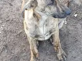 Hunde hvalpe