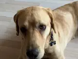 Labrador søger nyt hjem 