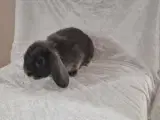 Mini-lop kaninunger - 2