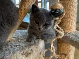 British Shorthair - 4