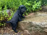 FT Cockerspaniel hvalpe sælges  - 4