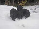 Labradoodle hvalpe søger nye varme hjem.