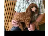 Cavapoo - 2