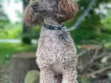 Familieopdrættede goldendoodles - 5