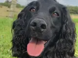 FT Cockerspaniel hvalpe sælges  - 4