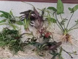 Akvarieplanter