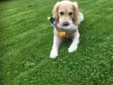 Parring Golden Retriever. - 3
