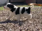 Border Collie hvalpe - 5