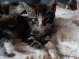  maine coon blanding 