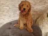 Labradoodle F1bb MINI 10 uger. - 4