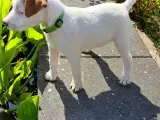 Jack Russell Terrier hvalpe - 5