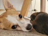 Hundehvalp, 1 stk. tæve. Klar til efterårsferien:) - 5