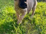 10-uger gamle Bullmastiff hvalpe til salg  - 4