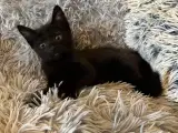 Kattekilling