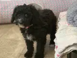 Maltipoo babyer er rejse klar nu  - 5