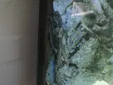 1 Hun ancistrus longfin sælges